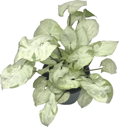 Vista 5 de BubbleBlooms Syngonium Moonshine en una olla de 4 pulgadas con cabeza de flecha abigarrada vid rara