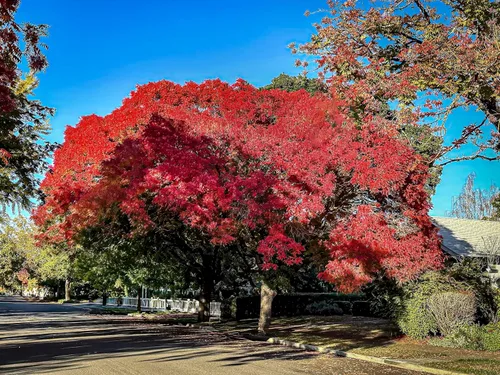 Vista 2 de 25 Chinese Pistachio Pistacia Chinensis Pistache Pistach Yellow Orange Red in Fall Mastic Tree Seeds