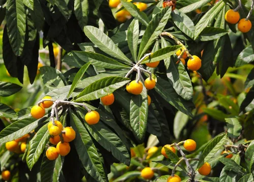 Vista 5 de TomorrowSeeds - Semillas de árbol de níspero - Más de 10 unidades - para plantar Eriobotrya Japonica Pipa china Biwa Bibasse Ciruela Nispero Fruta