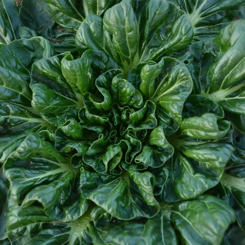 Vista 2 de Tatsoi Mostaza – 500 semillas – Variedad de reliquia y polinizada abierta, semillas de vegetales sin OMG para plantar, cultiva tus propias verduras