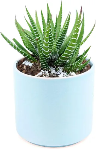 Vista 2 de Haworthia 'Zebra Plant' - Suculenta puntiaguda de aloe a rayas blancas (6 pulgadas)