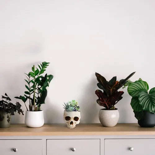 Vista 9 de READAEER Maceta de Calavera con Orificio de Drenaje, Maceta de Flores en Forma de Calavera de Resina/Tazón para Dulces, Decoración Gótica