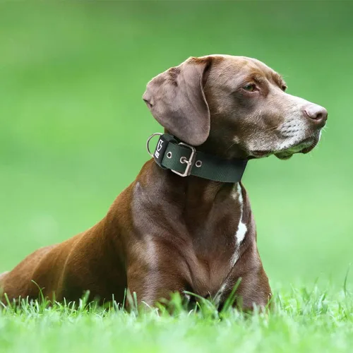 Vista 6 de TSPRO Collar Táctico para Perro de 1.25 Pulgadas de Ancho Collares Gruesos para Perro con Hebilla de Metal de Servicio Pesado, Duradero, Fuerte