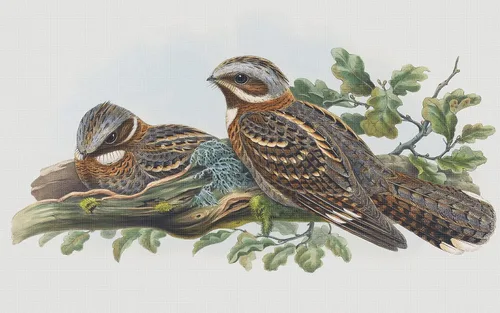 Vista 11 de Canguros australianos John Gould Counted Patrón de punto de cruz