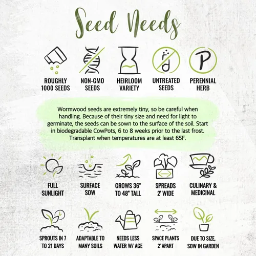 Vista 8 de Seed Needs Semillas de ajenjo para plantar hierbas tradicionales sin OMG, 1 paquete