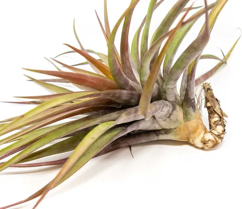 Vista 2 de Air Plant Shop Tillandsia Novakii - Plantas suculentas vivas para el hogar, decoración del hogar y el jardín, plantas de interior y exterior