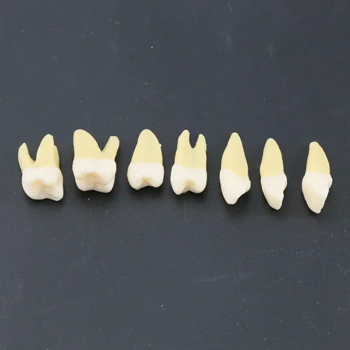 Vista 8 de 1 caja de dientes modelo dental modelo 28 piezas 1:1 dientes permanentes completos M7021