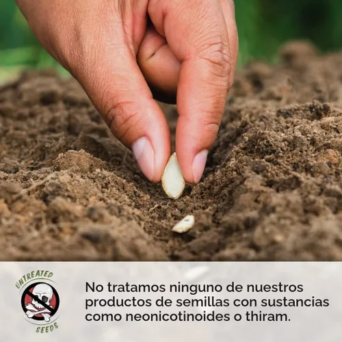 Vista 7 de Seed Needs, Colección de Paquetes de Semillas de Diente de León (3 Variedades de Semillas para Plantar) No-GMO y Sin Tratamiento - Diente de León
