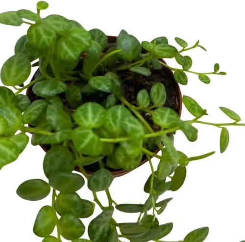 Vista 4 de BubbleBlooms Cadena de tortugas en una maceta de 2 pulgadas Peperomia Prostrata