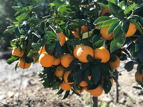 Vista 5 de Fruitmommy Organic Solutions - Fertilizante orgánico soluble en agua de acción rápida para verduras, plantas, flores y árboles frutales