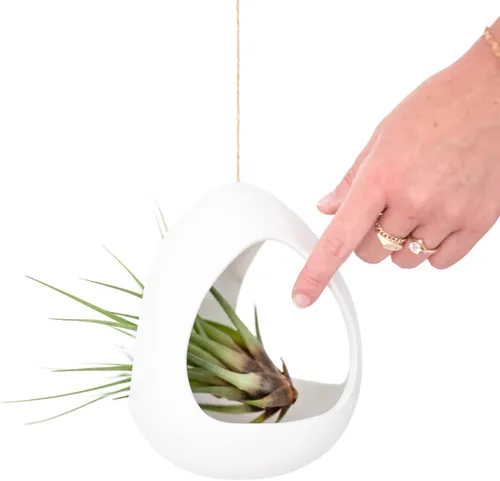 Vista 2 de Cápsula colgante grande de cerámica blanca con planta de aire Xerographica - Tillandsia viva en soporte para plantas - al por mayor y a granel