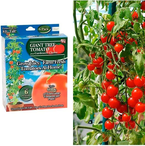 Vista 2 de Gardeners' Choice - Árbol de tomate gigante