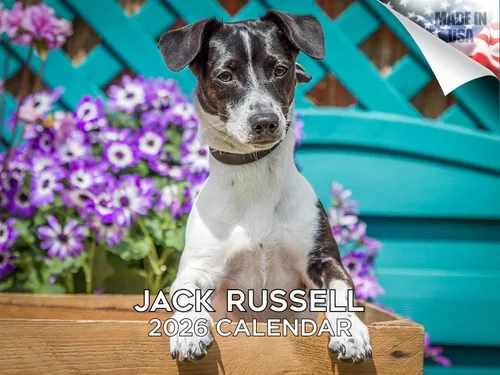 Vista 47 de Calendario de Lebrel Afgano 2025 2026, calendario mensual de pared de raza canina, 12" x 18" abierto, papel grueso sin traspaso, ideal para regalo