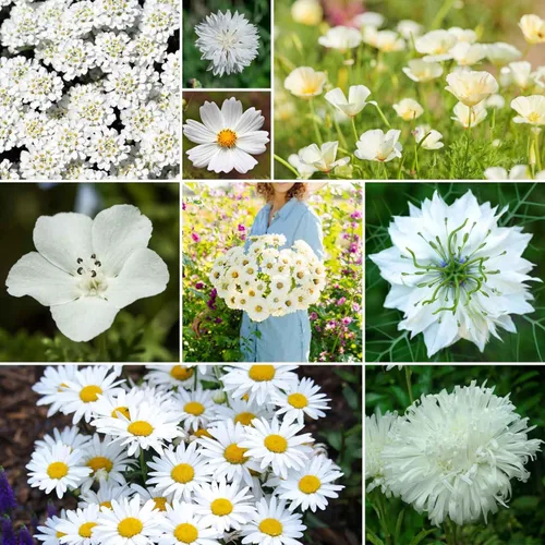Vista 18 de Eden Brothers Zinnia Seeds - Mezcla de California Giants, semillas sin OMG para plantar, 5 libras Semillas de flores de bajo mantenimiento