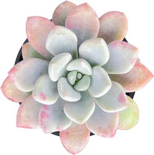 Vista 17 de Plantas de interior vivas suculentas "Bead Vine", tamaño aproximado de 2 pulgadas, suculentas en maceta, completamente enraizadas, de fácil cuidado