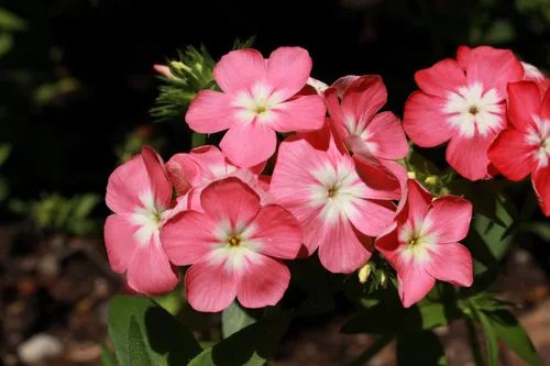 Vista 9 de 100 Phlox de Oveja Mezcla Pastel Phlox Drummondii Semillas de Flores Multicolor