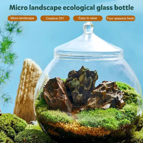 Vista 4 de Angoily Terrario de vidrio, tarros grandes transparentes con tapa, florero de terrario para plantas