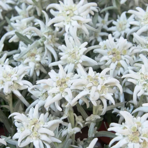 Vista 7 de Outsidepride 5000 Semillas Perenne Leontopodium Edelweiss Semilla de cobertura de suelo para plantar
