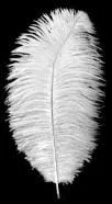 Vista 3 de 100 plumas de avestruz a granel de 12 a 14 pulgadas para decoración de bodas (azul/azul claro)