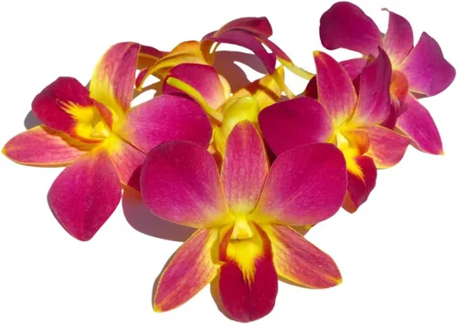 Vista 7 de Miami Fresh Orchid Flower OrchidClub USA Sunne Tropical Loose Bloom Head DIY Lei Food Drink Decoración AMARILLO (50 plátanos amarillos)