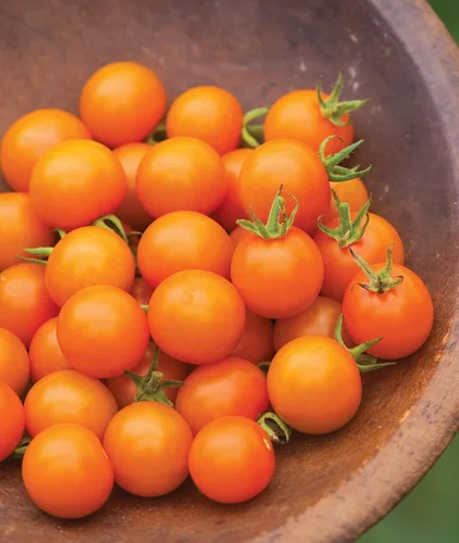 Vista 5 de Burpee Sun Gold Hybrid Home Garden - Tomates cereza naranja dulce, sin OGM, la mejor plantación de verduras, 30 semillas