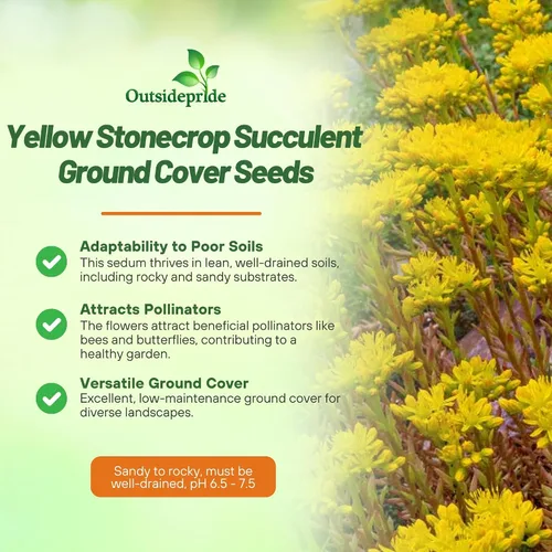 Vista 3 de Outsidepride Ellacombianum Sedum Seeds - 1000 semillas perennes de cobertura del suelo para plantar, plantas suculentas resistentes al frío
