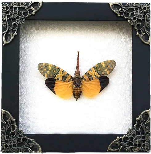 Vista 28 de 2 Real Dragonfly Specimens Shadow Box Framed Insect Display Oddities Curiosities Entomology Collection Natural History Wall Decor Gift for Nature