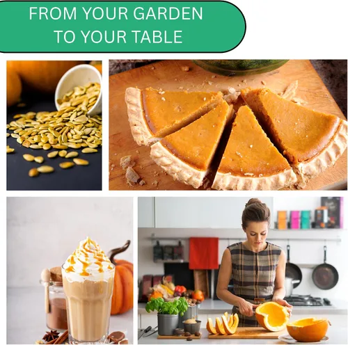 Vista 6 de Woods Creek Seeds: Semillas de calabaza pequeñas de tarta de azúcar para plantar, más de 40 semillas de calabaza tradicionales sin OMG para plantar