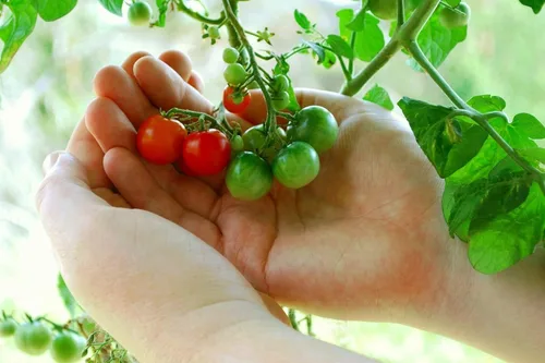 Vista 4 de 50 semillas de tomate Tiny Tim para plantar, tomate de patio, reliquia enana, tomate cherry - por RDR Seeds