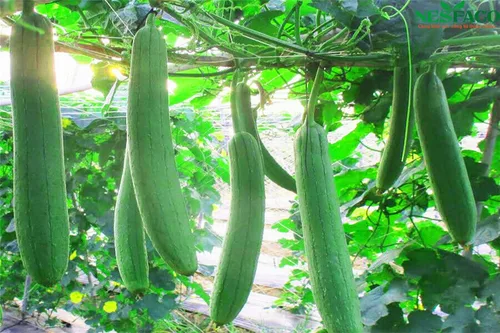 Vista 3 de zcbang Más de 20 semillas comestibles de luffa lufa vegetales, esponja, vid de calabaza suave