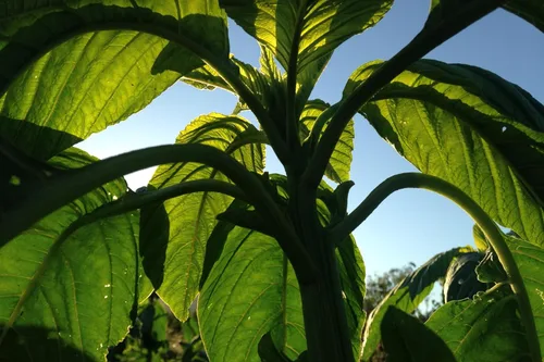Vista 5 de Plant Good Seed Semillas orgánicas de amaranto de naranja china: 600