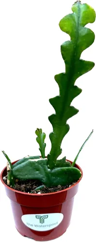 Vista 2 de Colecciones de cactus y suculentas de 4" (Fishbone Zig Zag Cactus 'Epiphyllum anguliger')
