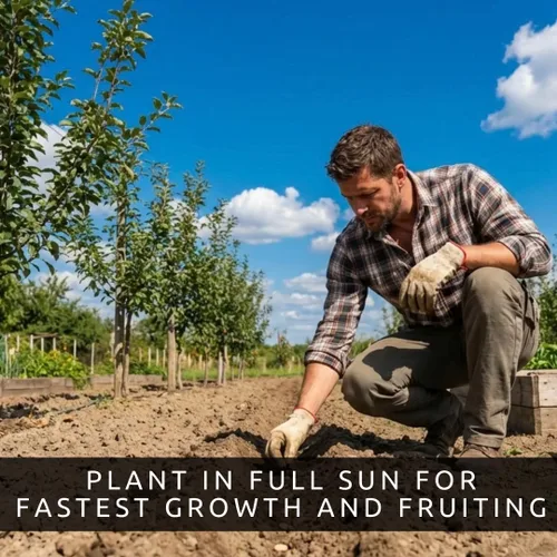 Vista 3 de Semillas de árbol bonsái de fruta de guayaba – 50 semillas para cultivar – Fruta tropical exótica y deliciosa. Ideal para árbol bonsái vivo