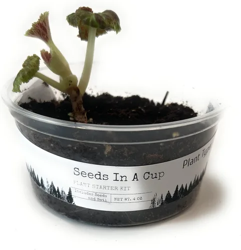 Vista 2 de Semillas en una taza - Kit de cultivo de plantas (tomillo)