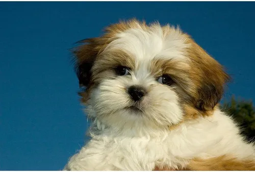 Vista 2 de CafePress Shih Tzu - Manta de forro polar súper suave para cachorros, 60 x 50 pulgadas