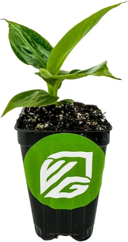 Vista 2 de Principito de plátano - Musa 'Principito' de Wellspring Gardens - Belleza tropical ornamental para jardinería en contenedores y en interiores