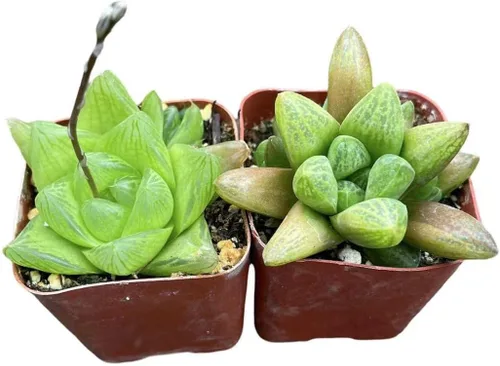 Vista 7 de Plantas suculentas vivas de USKC (juego de dos macetas de 2 pulgadas) (Anacampseros rufescens variegata)