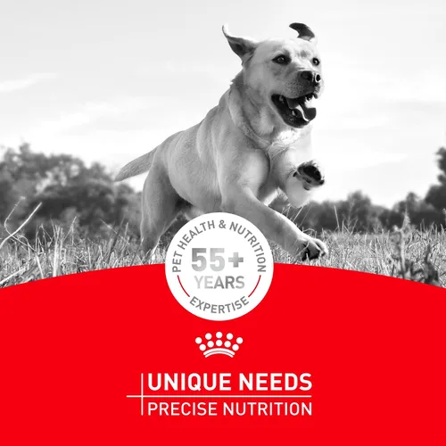 Vista 13 de Royal Canin Chihuahua - Alimento seco específico para perros de raza adulta, bolsa de 2.5 libras Breed Specific Nutrition, Supports Healthy