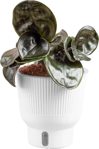 Vista 14 de Costa Farms – Planta de Pothos Albo Variegado viva en maceta auto-regante, purificadora de aire para interior, perfecta para decoración del hogar