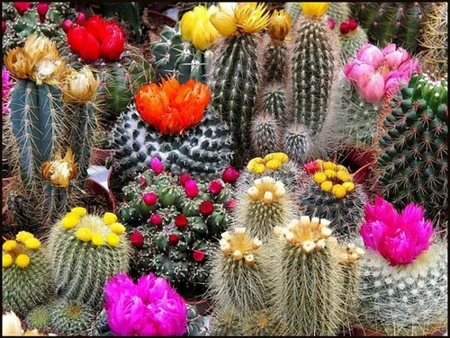 Vista 2 de Semillas Suculentas Cactus Cactus Variedad Mix - 25 Semillas