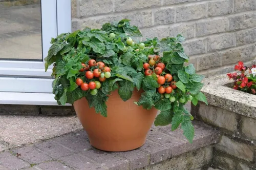Vista 2 de Semillas de tomate enano rojo de interior determinan vegetales no transgénicos para plantar