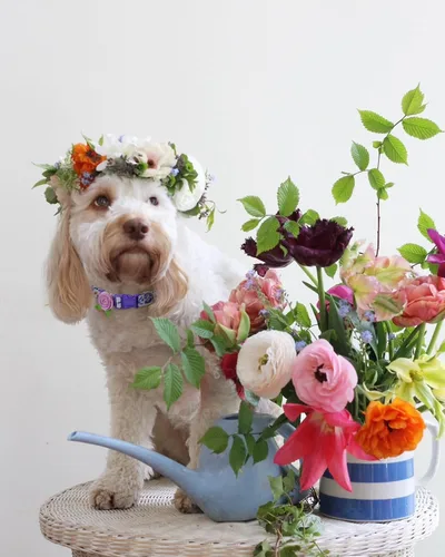Vista 4 de Paquete de 2 collares de primavera para perros pequeños, collar de perro floral de liberación rápida con lazo de flores