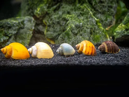Vista 2 de Aquatic Arts Paquete de 15 caracoles misteriosos multicolor de lujo Sustrato de acuario más claro/raspador Filtro de tanque Nano Seguro