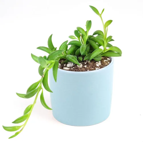 Vista 3 de Senecio String of Bananas Succulent a la venta (2 pulgadas + maceta de arcilla) - Guía de cuidado