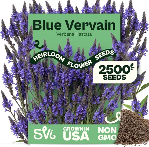 Vista 17 de Queen Anne 's Lace- 200 semillas – 50% de descuento venta