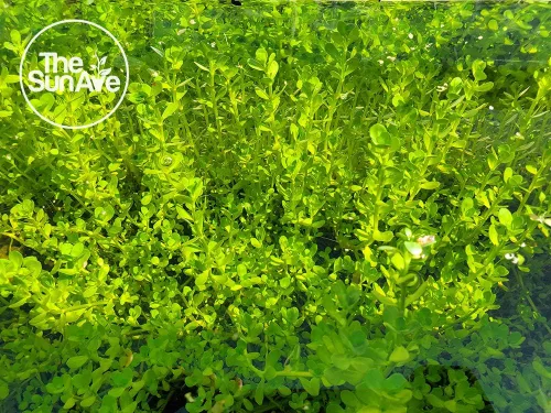 Vista 5 de Bacopa Monnieri - Planta de acuario vivo de agua dulce fácil con raíces (más de 7 tallos)