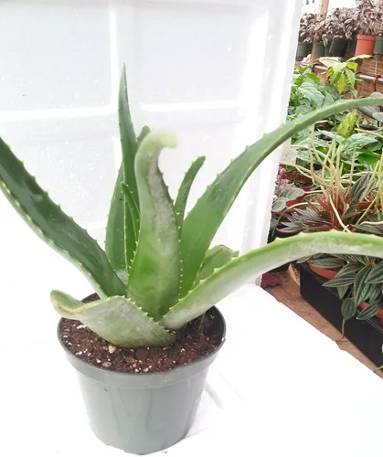 Vista 4 de Aloe Vera - Jugo de Planta Tropical Medicinal Viva 6 '' Pot De Jm Bamboo