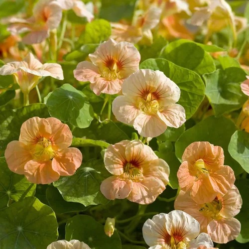 Vista 17 de Eden Brothers Semillas de Nasturtium - Semillas de Alaska Gold sin transgénicos para plantar, 1 onza Semillas de flores de bajo mantenimiento