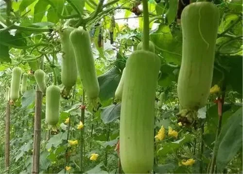 Vista 2 de Semillas de Verduras Plantas de jardín Luffa cylindrica Semillas de lufa 20+ Pcs