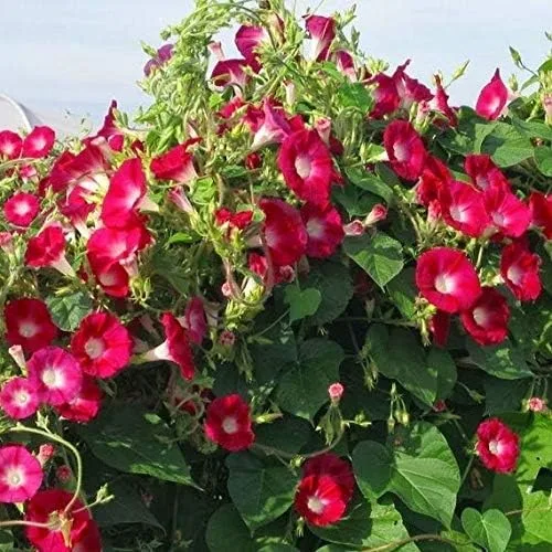 Vista 2 de Red Morning Glory - Vid trepadora 100 semillas para plantar Hermosa vid floreciente, flores escarlata